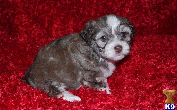 havanese puppy posted by Tiny Tots Texas